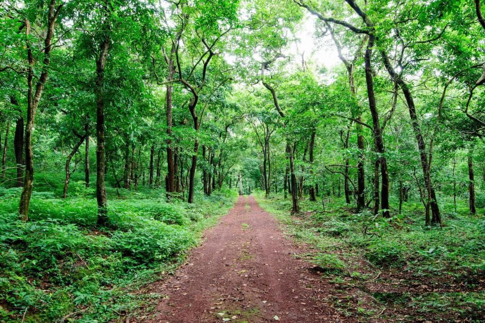 Explore Wildlife in Goa: Top Sanctuaries & Tips for a Memorable Trip